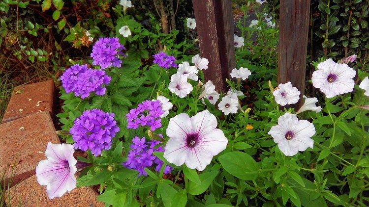 L字花壇のペチュニア Miraiの庭 つれづれに 楽天ブログ