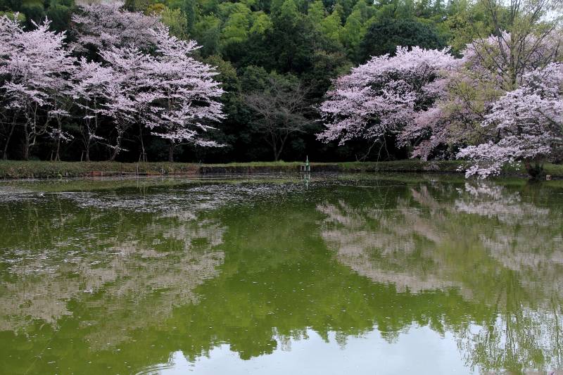 永久寺跡池のサクラ_004.jpg