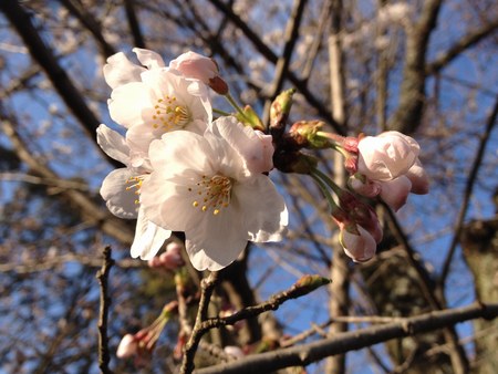 13月27日火　桜１450.jpg