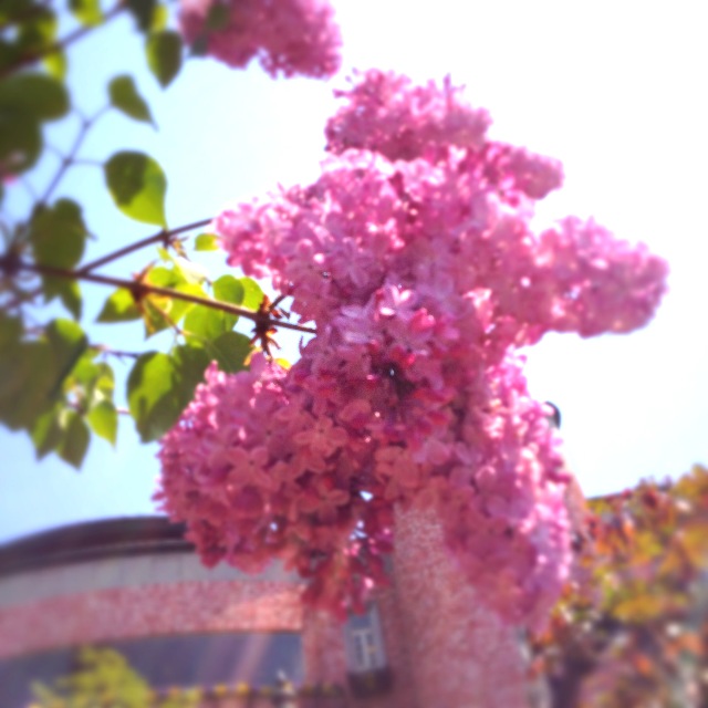 MY LIFE IS NO A DIET