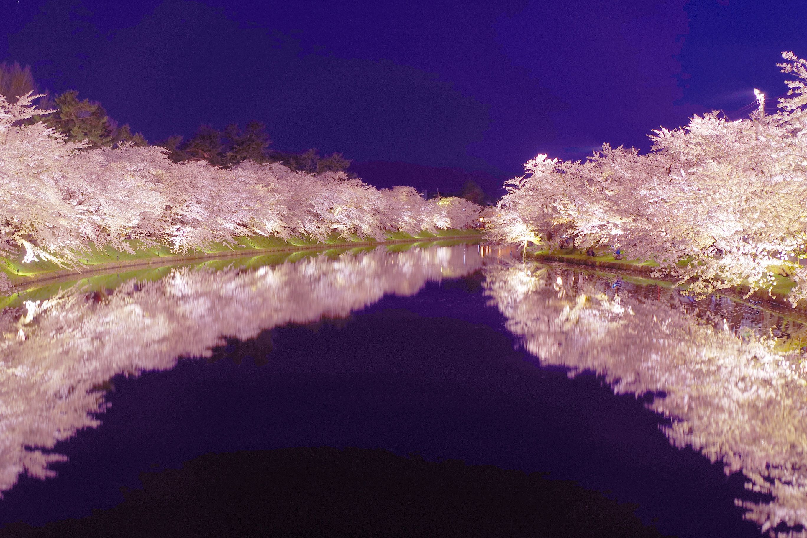 弘前の桜は満開です 湯瀬ホテルスタッフブログ 楽天ブログ