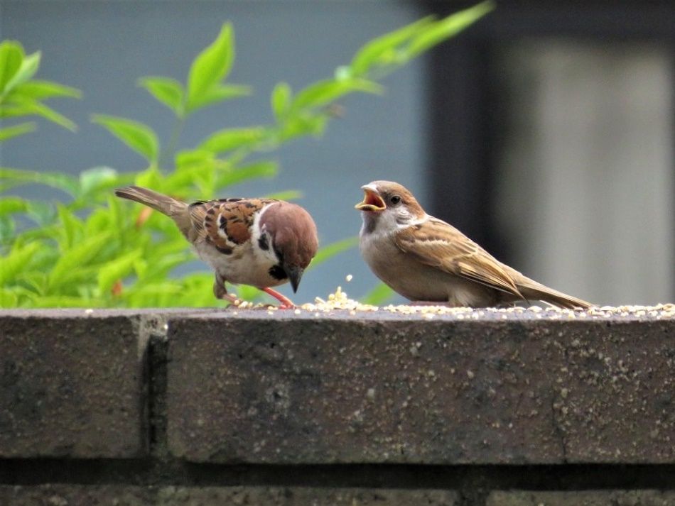 庭 近所で巣立ったスズメの子が庭に来ました 大分金太郎の花鳥蝶月 楽天ブログ