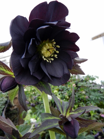 DSCN0623.JPG