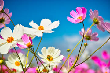20120101-_SDI1284.JPG