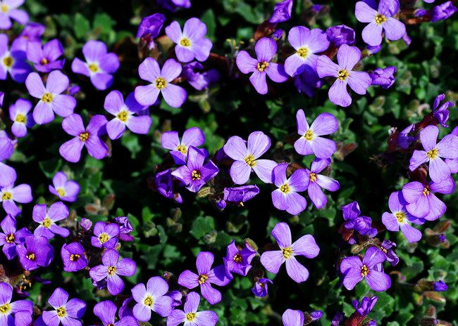 春の小さな花 フォト安次郎 安らぎの風景 楽天ブログ