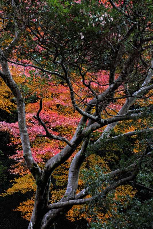 箕面公園残り紅葉_002.jpg