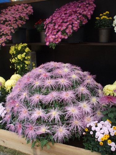 豪華な菊 (2).jpg