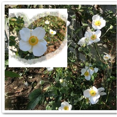 シュウメイギク