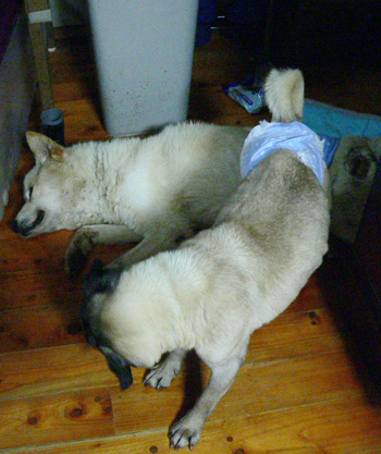 20140827c.jpg