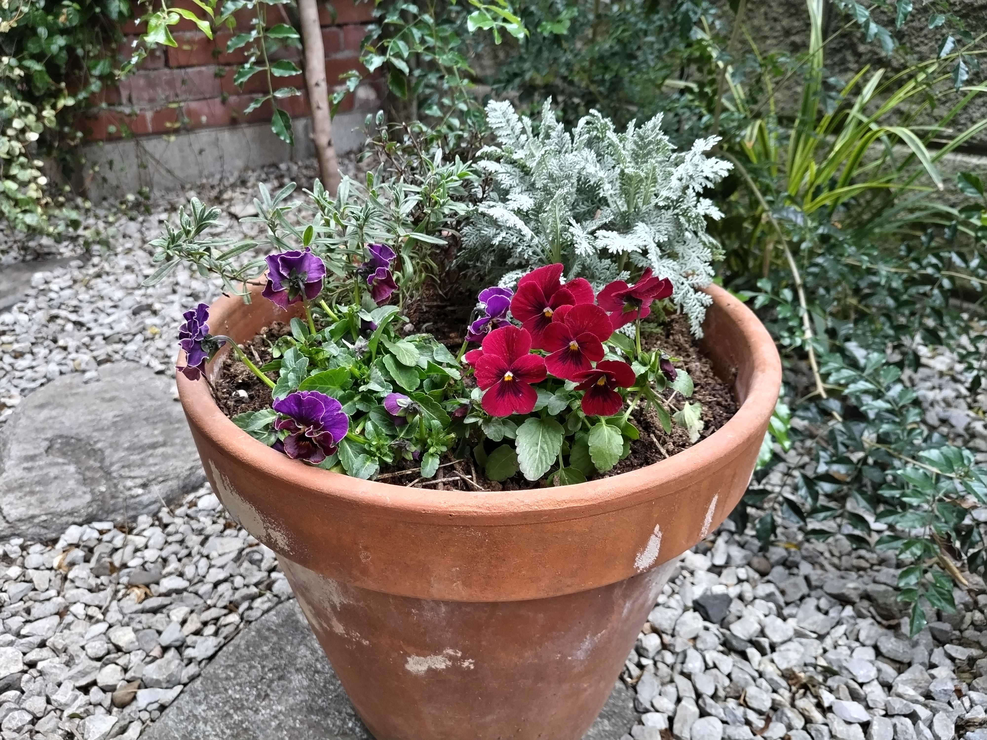 イザベラと赤色ビオラの寄せ植え 金魚草植え付け アジサイ鉢増し