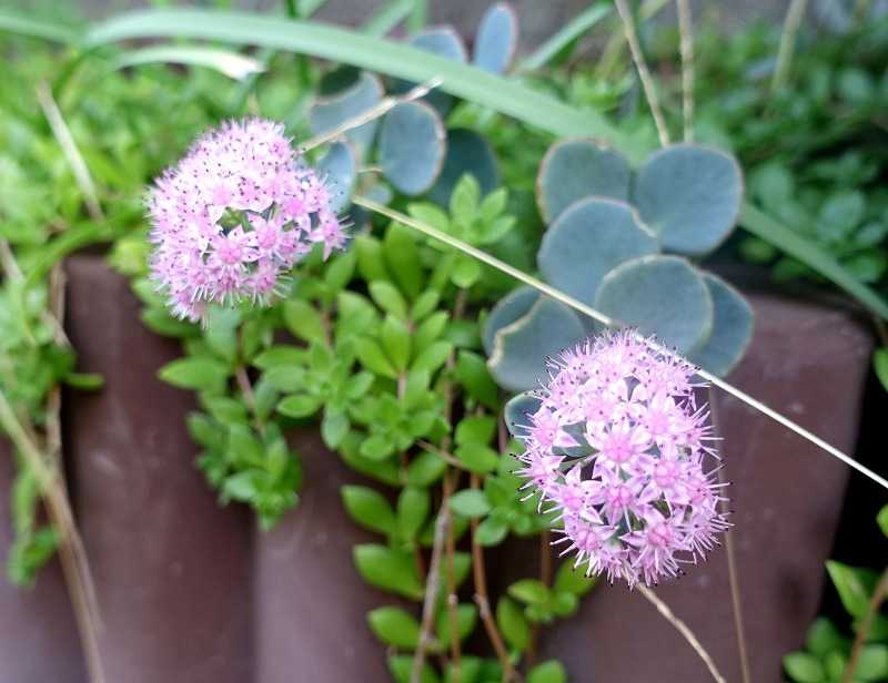 10月29日 今日の一花 その２ ミセバヤ Gazengamaのブログ 散歩中に出合った花と趣味の陶芸作品 楽天ブログ