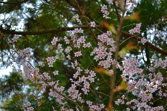 s-DSC_0853.jpg
