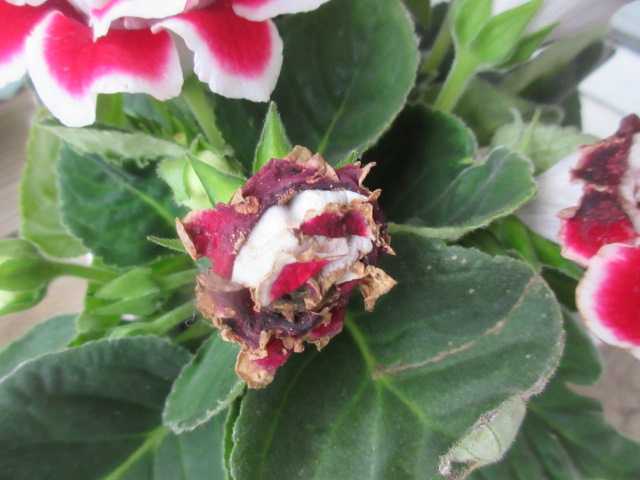 グロキシニアの花の腐り方 ロードヒポキシス 楽天ブログ