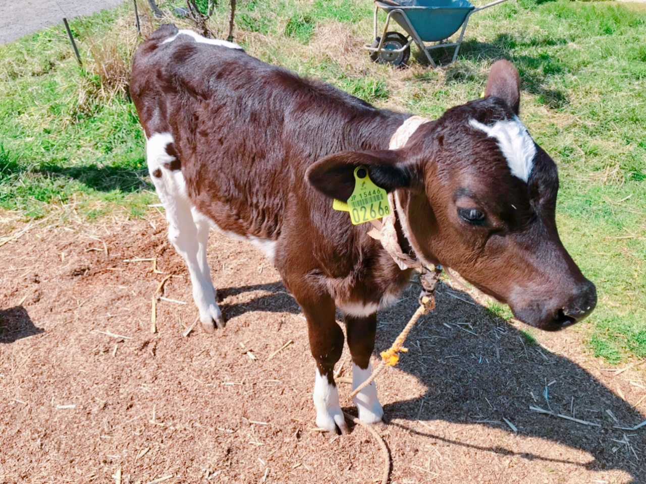山田牧場★ あけみん先生の日記 楽天ブログ