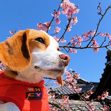 20160210寒桜