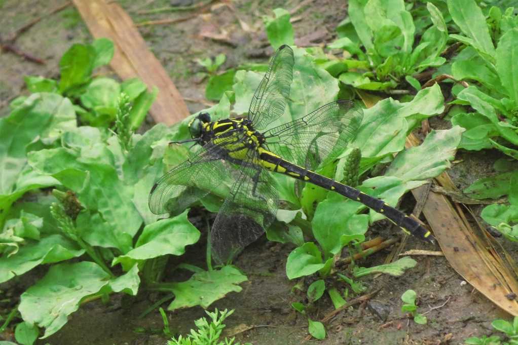 9ページ目の 川沿い散策 昆虫 大分金太郎の花鳥蝶月 楽天ブログ