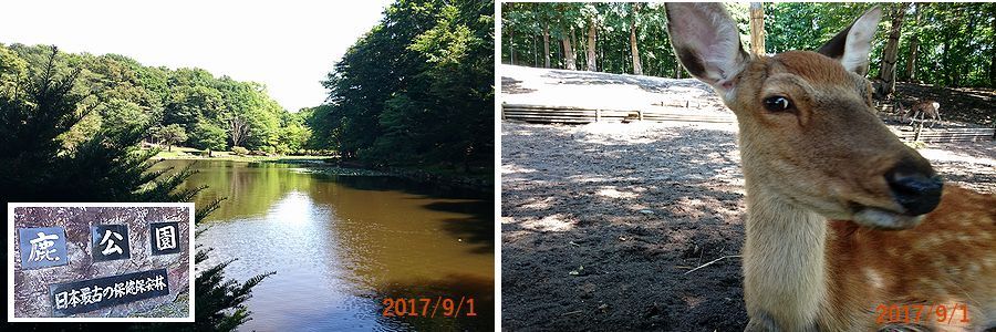 ９／１鹿公園に.jpg