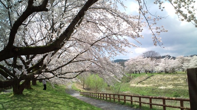 分水公園・桜 (5).JPG