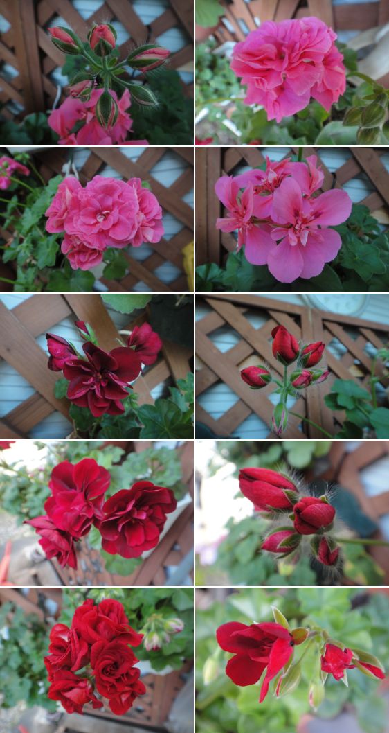 アイビーゼラニウムのお花