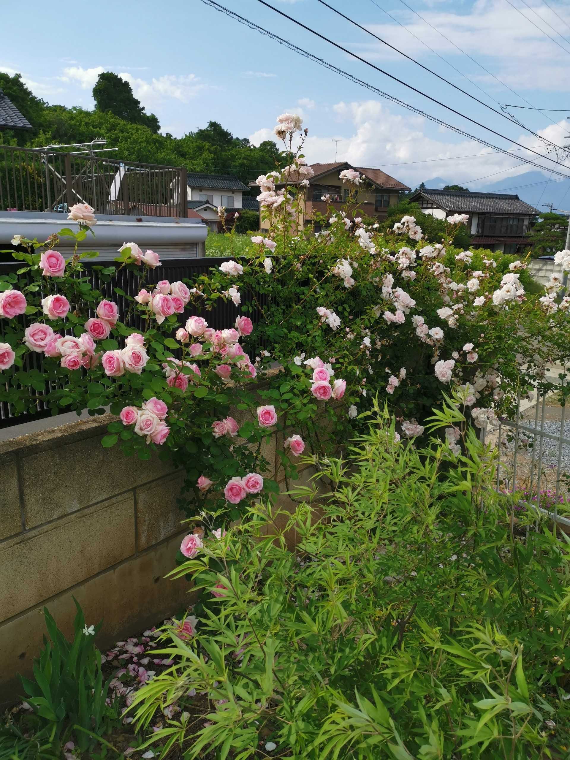 うちにもあった 今日の空はあおい 楽天ブログ