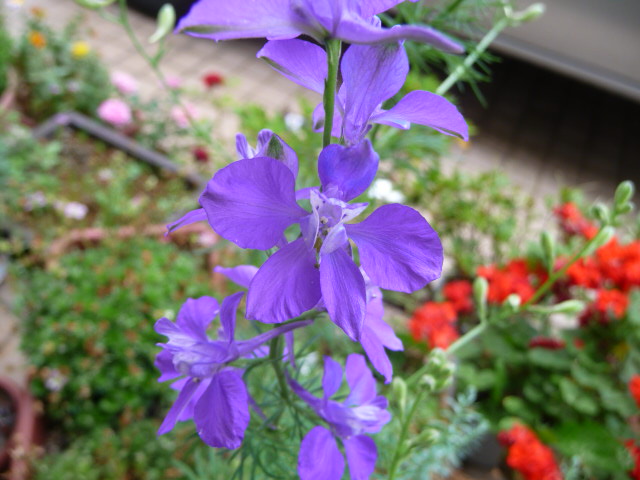 512 千鳥草、紫