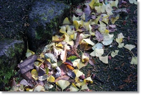 白山比メ神社-2 落ち葉-1 13.11.27