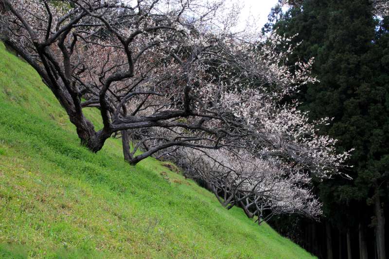 広橋梅林_002.jpg