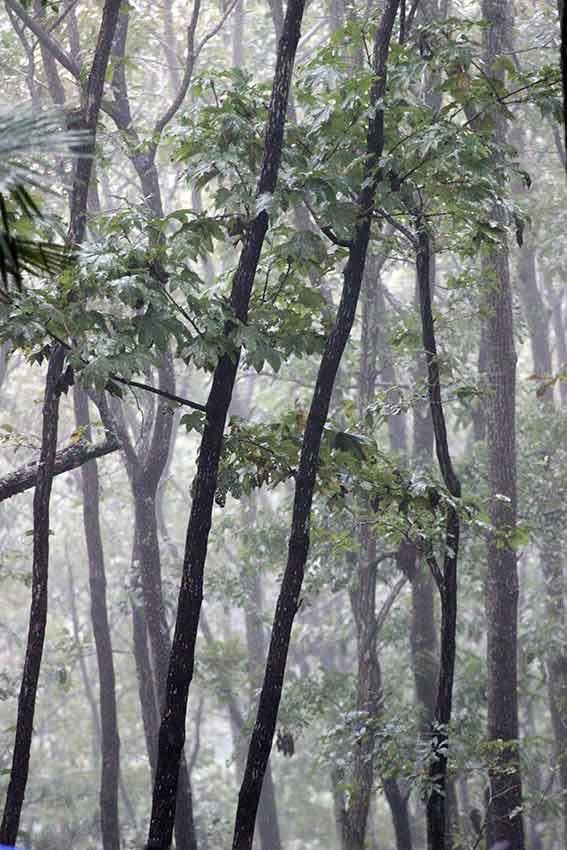 全日本トライアル選手権第5戦中国大会-05♪