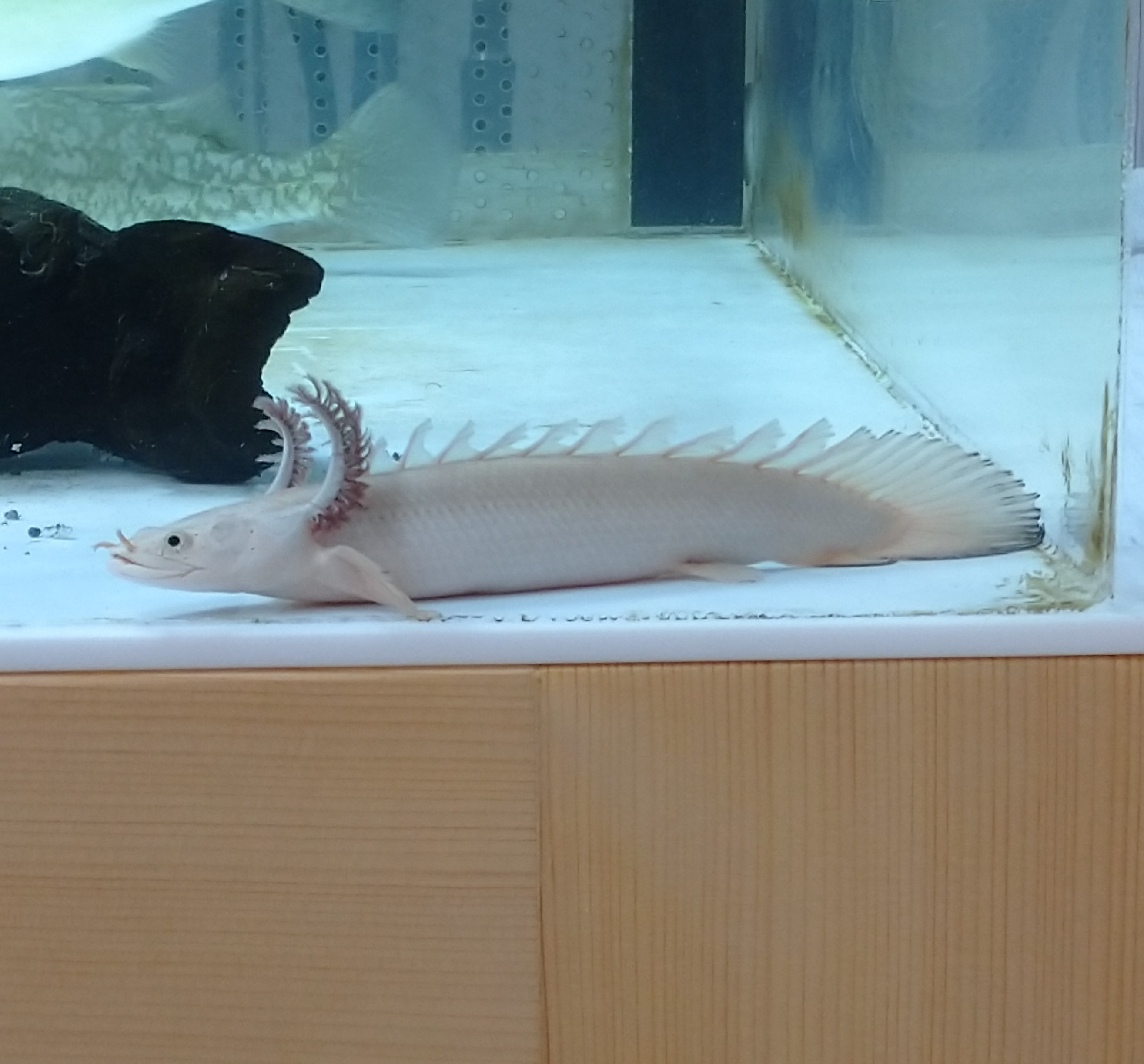 愛魚紹介パート2(ポリプテルス:プラチナ エンドリケリー) | コチタロー