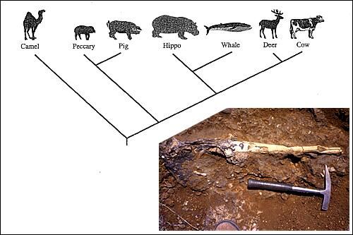 クジラとカバの関係 耳 ミミ とチャッピの布団 楽天ブログ