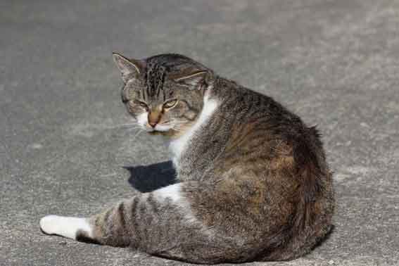 我が家のニャンコ♪2014/01/10-3