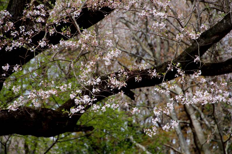 黒川桜の森_002.jpg