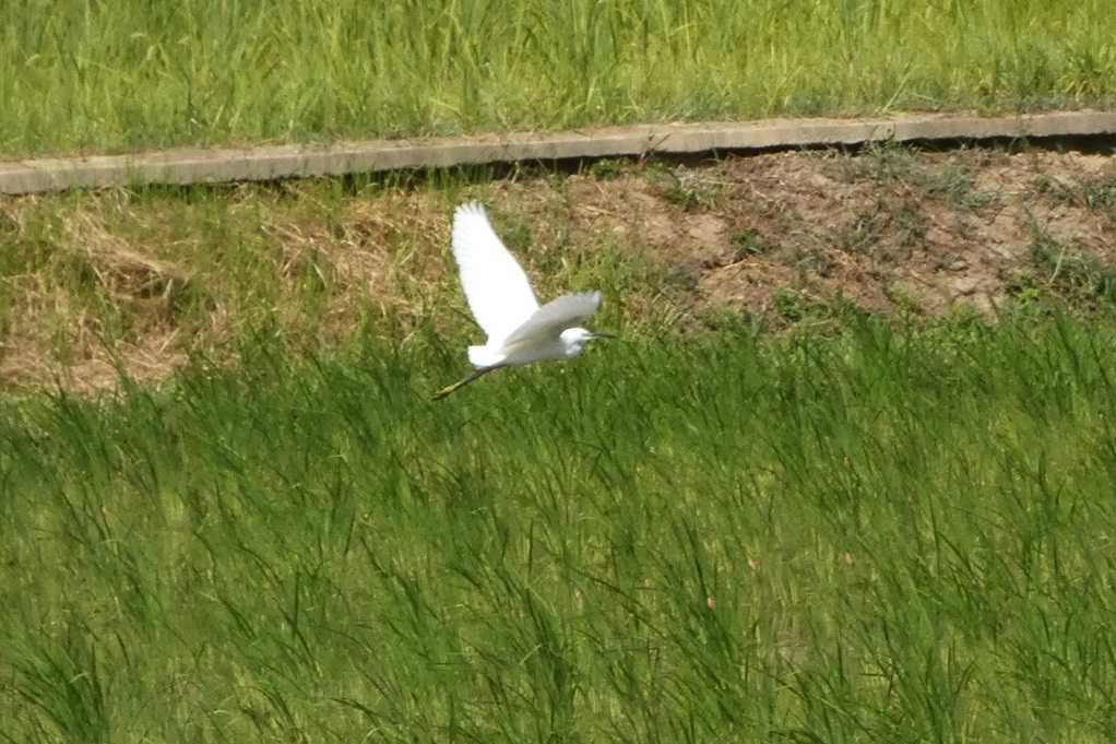 515
