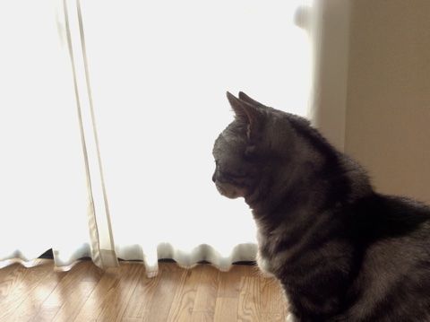 猫の横顔 おひとりさまのシンプルライフ 楽天ブログ