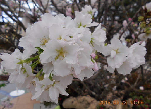 DSCN1496..jpg
