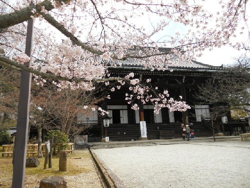 2016‐4　真如堂本堂前の桜.jpg