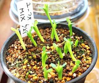ユーフォルビア クレメルシー 実生 繁殖苗 ユーフォルビア・クレメルシー（Euphorbia cremersii）の育て方