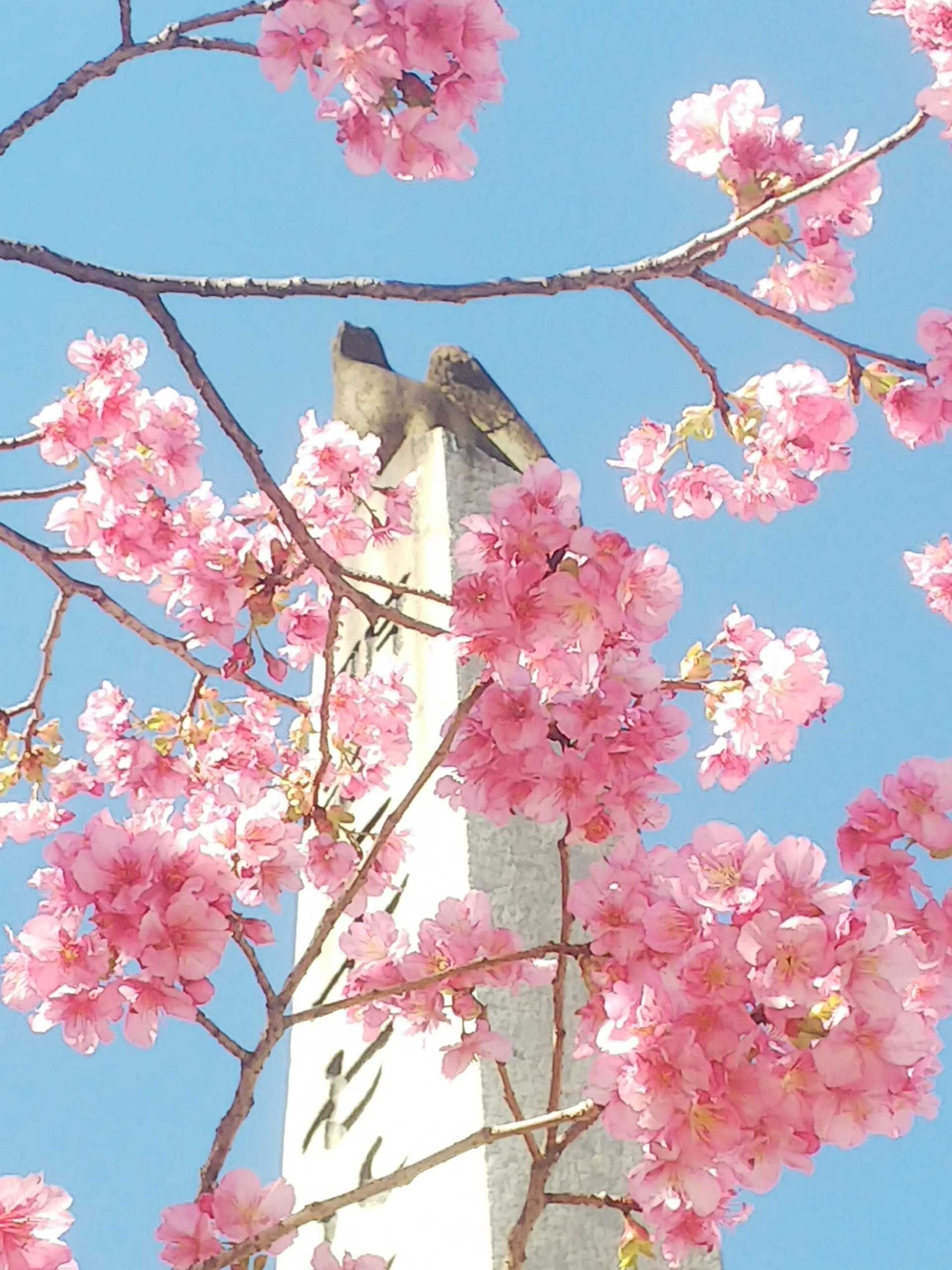 植物 日常ブログ 楽天ブログ