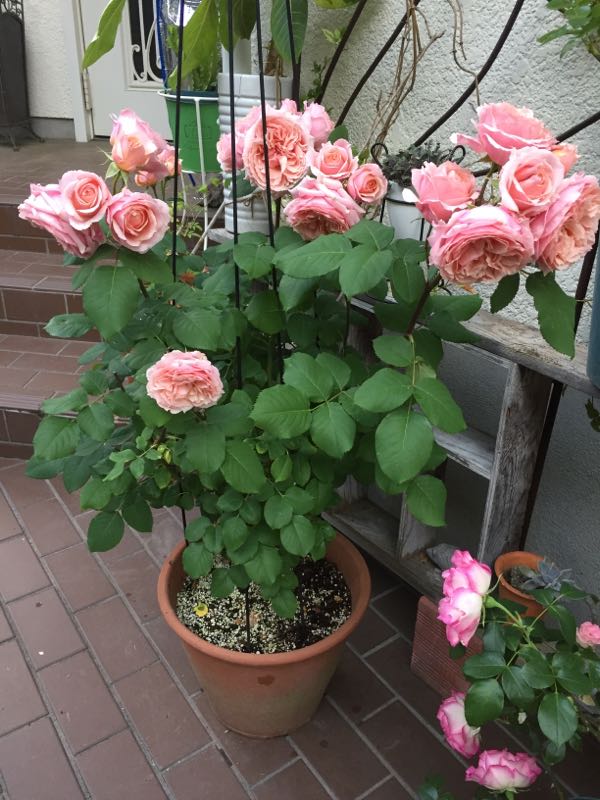 rblog-20170525224912-03.jpg