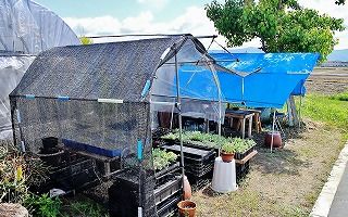 夏の避暑場所に簡易ハウス作成ほか ガマンマの ニク サボ栽培 楽天ブログ