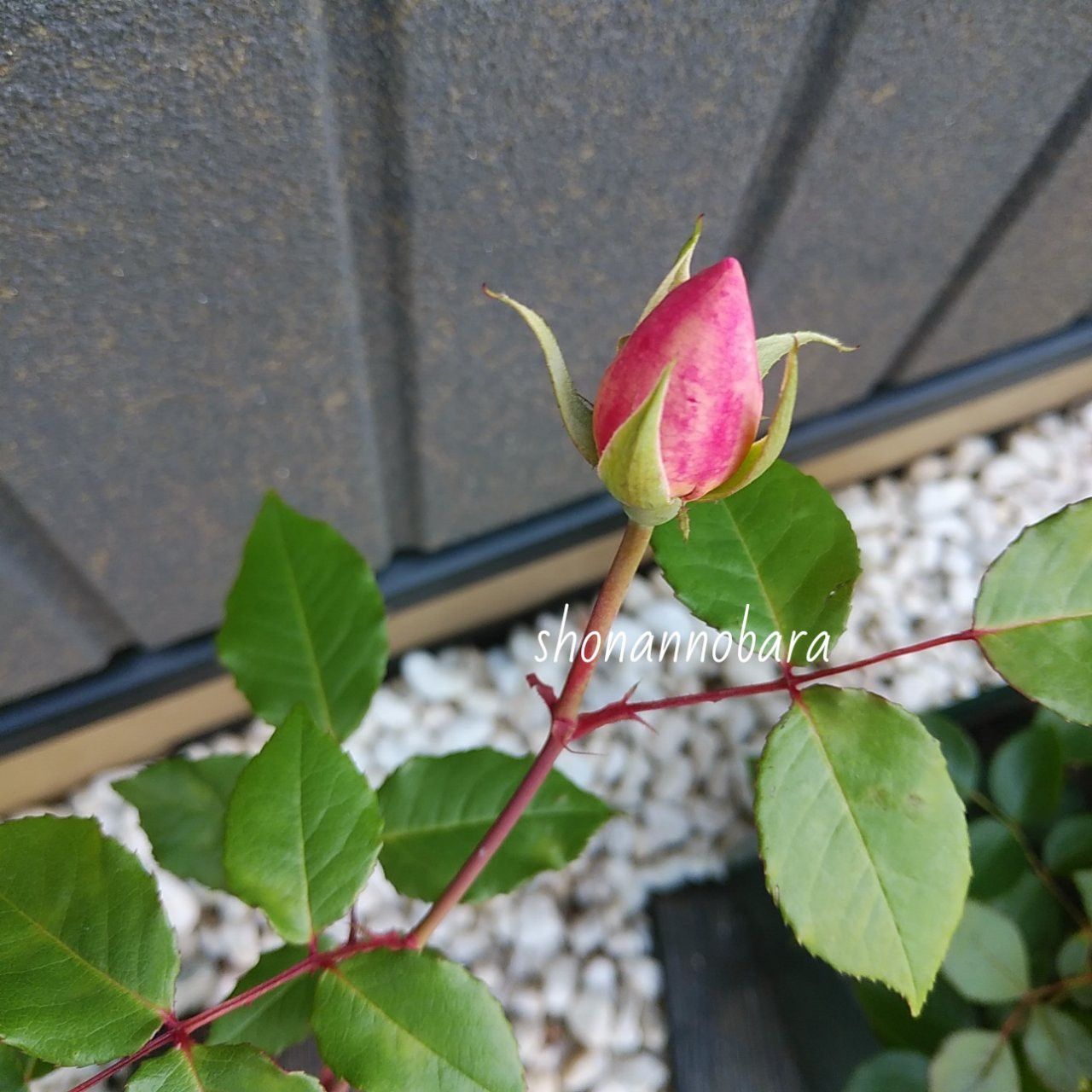 ﾏﾀﾞﾑﾛﾝﾊﾞｰﾙ 祝 9番目の開花は カクタス咲きが美しいオールドローズ 19 5月 第1週 湘南の薔薇 楽天ブログ