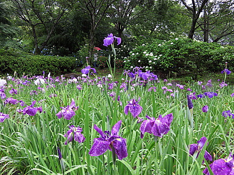 IMG_2155.jpg