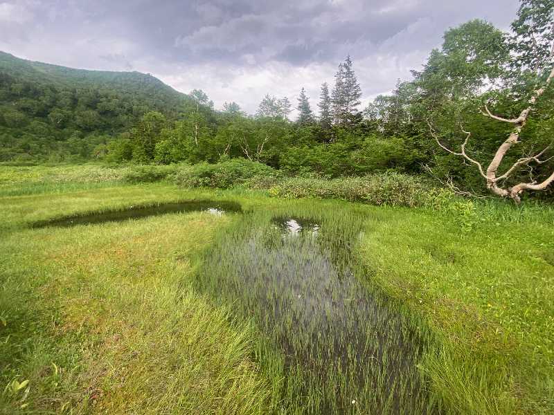 夏山に高山植物を訪ねて～栂池（4・最終回） | 醍醐山と下部（しもべ）温泉 - 楽天ブログ