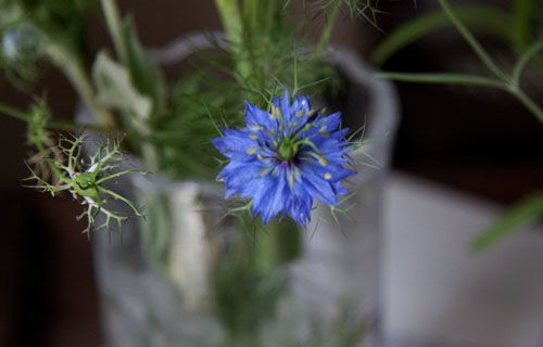 頂き物の花 ニゲラ 直さんのブログ 写真大好き 花も大好き 楽天ブログ