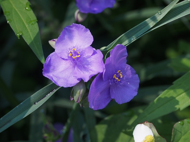 P6110251.jpg