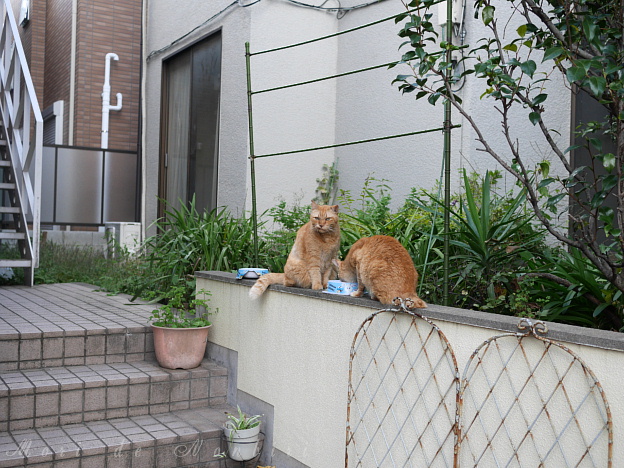 食事を狙って2017.11.11大久保