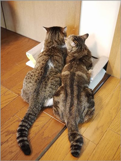 ねぇ早く降りてよ