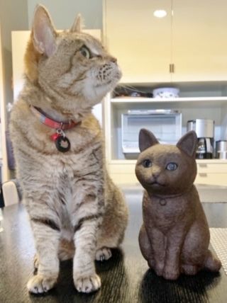 猫のミュウミュウの石像 かなり美人さんです 川崎町の石んこ日記 石んこ地蔵とともに 楽天ブログ