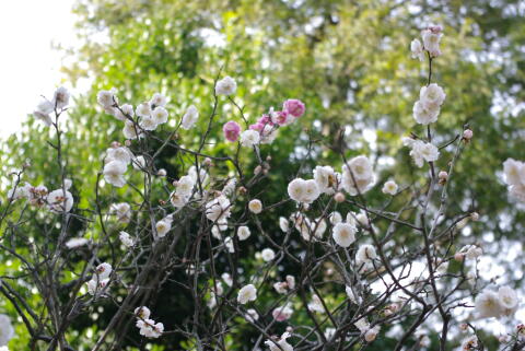 池上梅園