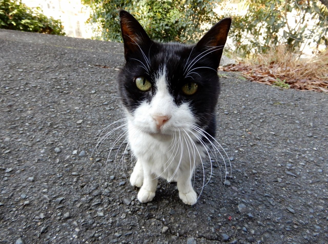 たまが 虹の橋 に旅立ちました の巻 人さまのネコ 楽天ブログ